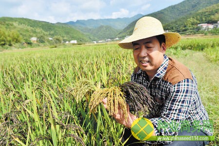 瀏陽種出七色彩稻