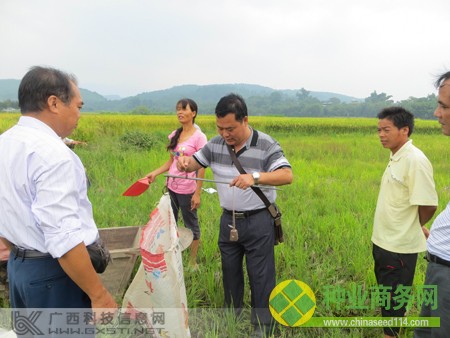 融水：雜交水稻制種顯成效