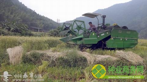 福建泰寧：制種示范田里收割忙