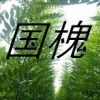 大量批發(fā)國槐苗 蘋果苗 山楂苗 皂角苗 花椒苗