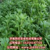 供應(yīng)救心菜種苗，養(yǎng)心菜種苗，費(fèi)菜種苗，景天三七種苗