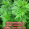 供應(yīng)柳蒿種子，柳蒿種苗，降壓草種苗的特野菜種子