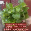 長期供應(yīng)魚腥草種苗，特野菜種子等，瓜果種子等