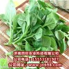 供應番杏種子，新西蘭菠菜種子，特野菜種子，瓜果種子