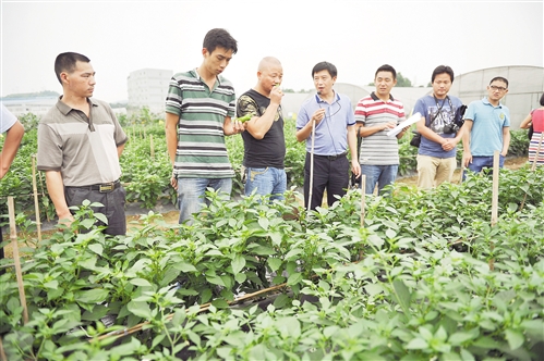 6月12日,九龍坡區(qū)白市驛九里核心示范基地,來自全國各地的農(nóng)技人員正在品嘗基地里種植的辣椒。