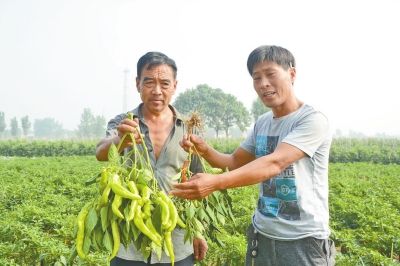     與別人所種辣椒相比，石橋、石莊、中山寨等村的千余戶椒農(nóng)所種的豫藝抗病金福807很不起眼。