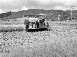 大鵬超級水稻原種基地獲豐收