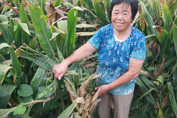 煙臺(tái)多家農(nóng)戶苞米地里長(zhǎng)'香蕉' 疑買到假種子(圖)