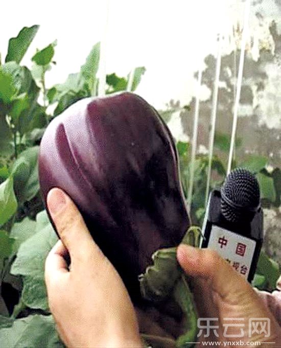 東川菜農(nóng)種出的太空茄子。