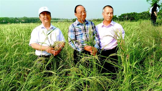 圖為：段洪波（左）、謝華安院士（中）、陳日勝在“海水稻”稻田。