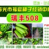 供應(yīng)越夏耐高溫抗病毒翠綠色西葫蘆種子--瑞豐508