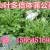 蒲公英種子 野菜種子 野菜種子 特菜種子