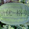 鼎優(yōu)農(nóng)業(yè)-格美  優(yōu)良西瓜品種