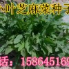 小葉芝麻菜 火箭菜種子