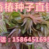 香椿芽 香椿樹 芽苗菜