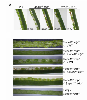 上海生科院發(fā)現(xiàn)調(diào)控種子印跡基因表達的新機制