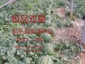 雙星西瓜種子