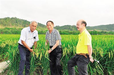 四月十七日，袁隆平院士（中）帶領(lǐng)印度水稻專家Ish