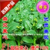 子豐如玉一號雜交菜心國內(nèi)首例超級雜交菜心蔬菜種子抗病高產(chǎn)