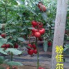 荷蘭進(jìn)口粉佳爾西紅柿種子【耐高溫西紅柿種子】