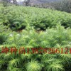 柳州杉木苗種植基地_優(yōu)質(zhì)的杉木苗