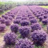 花灌木價格：紅花繼木球、紫竹、紅葉石楠球、北海道黃楊、爬山虎