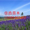 濰坊優(yōu)質(zhì)的薰衣草提供商 薰衣草小苗報(bào)價(jià)