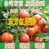 賀州哪里有東方紅桔小苗供應