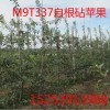 M9T337自根砧矮化蘋(píng)果苗，矮化蘋(píng)果苗,M26矮化蘋(píng)果苗