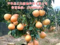 重慶三紅蜜柚苗種植管理視頻資料 (2502播放)