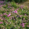 九江芝櫻小苗_品質(zhì)好的芝櫻花海小苗供應(yīng)盡在萬美園林花卉