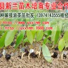 油茶苗/湘林210號(hào)油茶苗/湘林69號(hào)油茶/27/5/1號(hào)