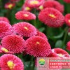 供應(yīng)翠菊花卉種子翠菊花卉種子價(jià)格實(shí)惠翠菊花種質(zhì)量上乘