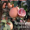 河池附近哪里有三紅蜜柚苗（紅心香柚苗）買