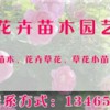 大量出售優(yōu)質(zhì)花卉苗木 小葉扶芳藤基地