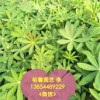 【魯冰花批發(fā)價(jià)格@@優(yōu)惠的魯冰花哪里有_ 哪里的魯冰花質(zhì)量好】