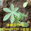 【蘭州-山東羽扇豆栽培基地@@性價(jià)比高的羽扇豆批發(fā)價(jià)格@裕馨@值得信賴】