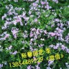 裕馨花卉＿優(yōu)質(zhì)濰坊芝櫻小苗供應商//濰坊芝櫻小苗哪里有？？