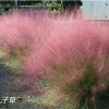 LOOK!七彩【粉花亂子草批發(fā)商】【粉花亂子草】，是您正確的選擇！