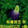 哪里出售質(zhì)量好的羽扇豆；裕馨花卉專業(yè)供應羽扇豆；提供品質(zhì)優(yōu)良的魯冰花種植批發(fā)