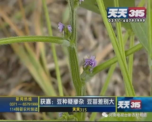 新鄉(xiāng)一老農(nóng)種黃豆遇鬧心事 豆苗高低參差開花也不一樣