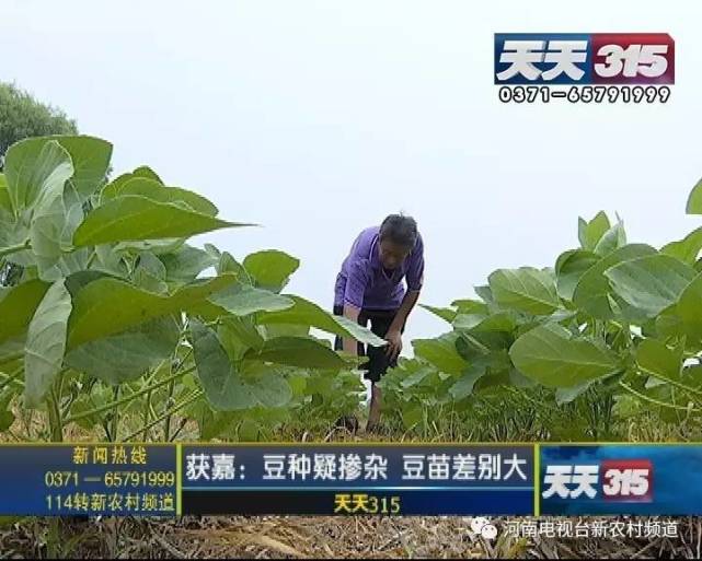 新鄉(xiāng)一老農(nóng)種黃豆遇鬧心事 豆苗高低參差開花也不一樣