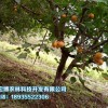 苗木種植找青海宏博農(nóng)林_品種優(yōu)良 青海苗木批發(fā)