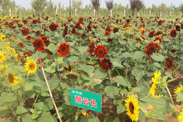 賞花型向日葵品種篩選試驗