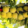 蜂糖李子苗產(chǎn)量多少？