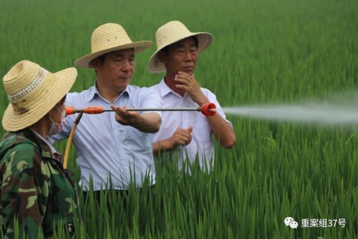  農(nóng)科院團(tuán)隊(duì)在查看水稻長勢。 河北硅谷農(nóng)科院供圖