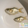 縮骨大頭魚(yú)苗、縮骨花鰱魚(yú)苗