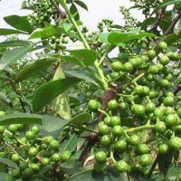 水富花椒苗，水富花椒種植技術(shù)