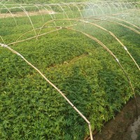 花椒苗、普定花椒杯苗、普定花椒杯苗價格