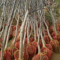 3公分柿子樹(shù)、櫻桃樹(shù)、山楂樹(shù)、核桃樹(shù)、蘋(píng)果樹(shù)